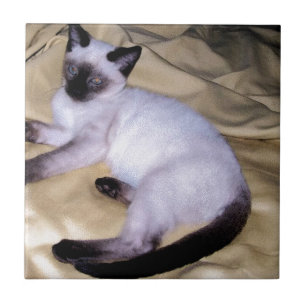Siamese cat sandstone animal art pet cute kitty tile