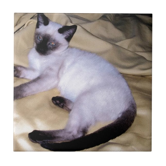 Siamese cat sandstone animal art pet cute kitty tile (Front)