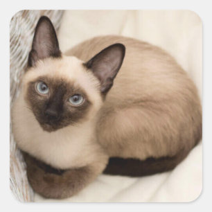 Siamese cat sticker