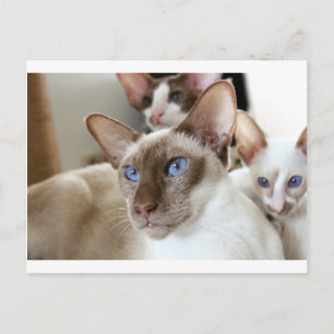 Siamese Cats Pets Animals Postcard