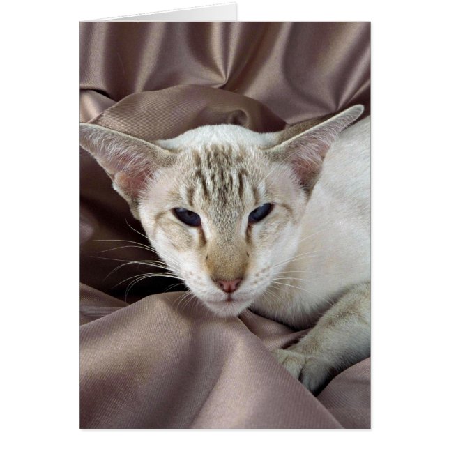 Siamese, chocolate tabby point (Front)