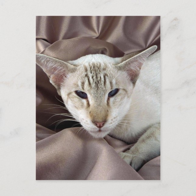 Siamese, chocolate tabby point postcard (Front)