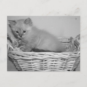 Siamese delivery postcard