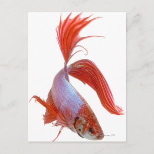 Siamese fighting fish (Betta splendens) Postcard