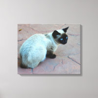 Siamese kitten