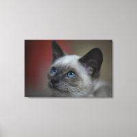 Siamese kitten