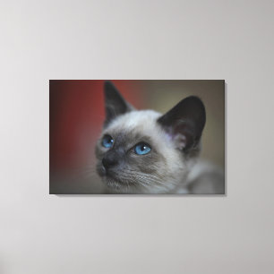 Siamese kitten canvas print