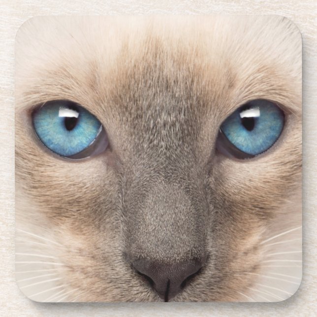 Siamese Kitten Coaster (Front)