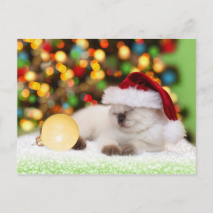 Siamese Kitten: Gold Ornament Postcard