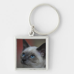 Siamese kitten key ring