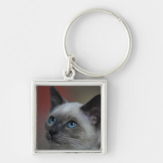 Siamese kitten key ring