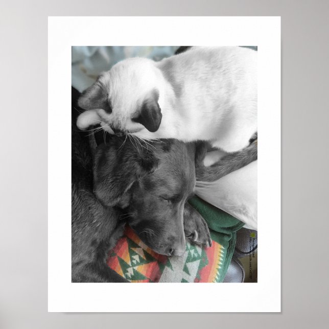 Siamese Kitten Lovingly Lies On Labrador's Head Poster (Front)