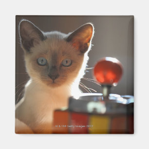 Siamese kitten magnet