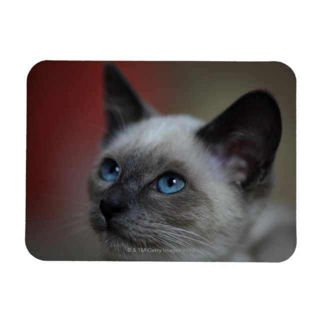 Siamese kitten magnet (Horizontal)