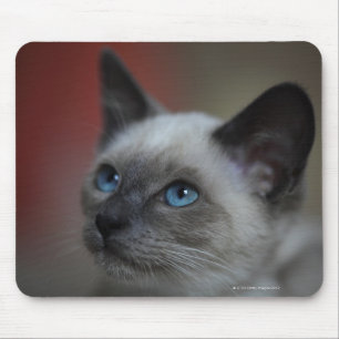 Siamese kitten mouse pad