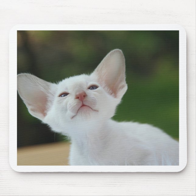 Siamese kitten mouse pad (Front)