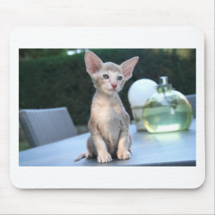 Siamese Kitten on a table Mouse Pad