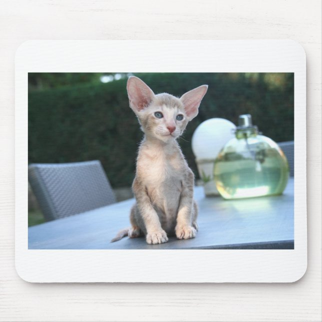 Siamese Kitten on a table Mouse Pad (Front)