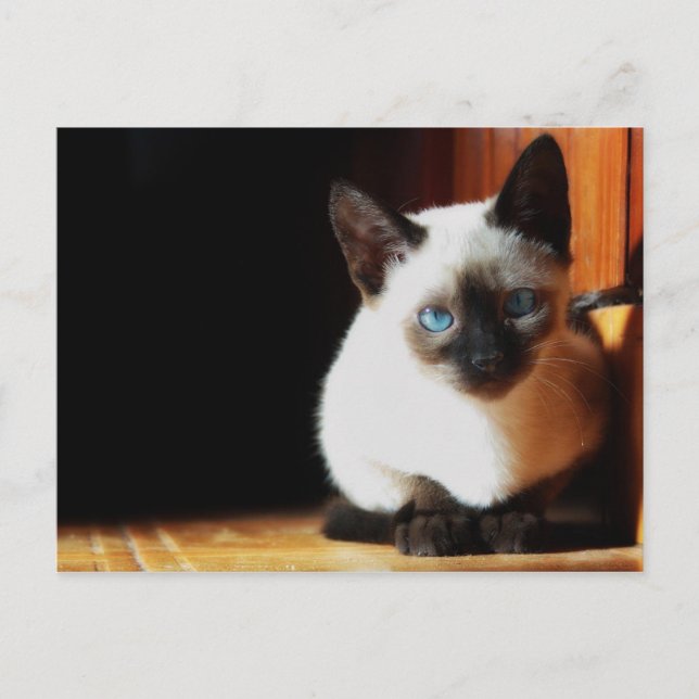 Siamese Kitten Postcard (Front)
