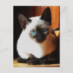 Siamese Kitten Postcard