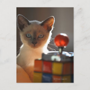 Siamese kitten postcard