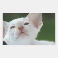 Siamese kitten
