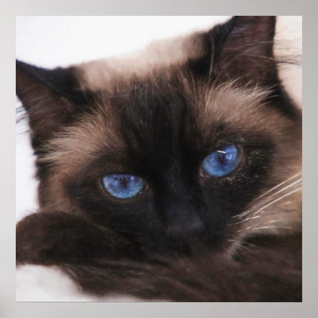 Siamese Kitten Sweetie Face Poster (Front)