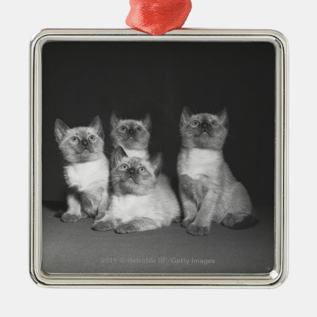 Siamese kittens looking up B&W Metal Tree Decoration (Front)