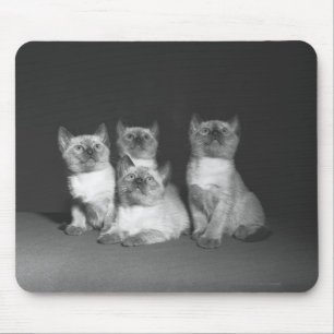 Siamese kittens looking up B&W Mouse Pad