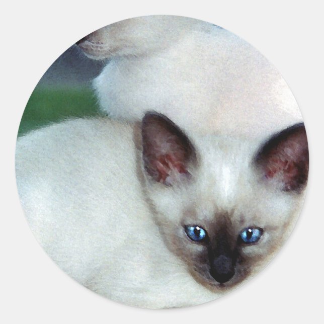 Siamese Kittens Sticker (Front)
