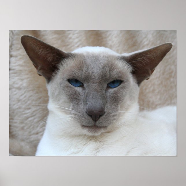 Siamese Kitty Cat Customisable Poster (Front)