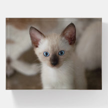 Siamese Kitty Cat