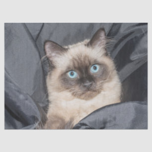 Siamese kitty tissue paper