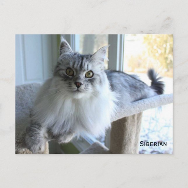 Siberian Cat Breed Postcard (Front)