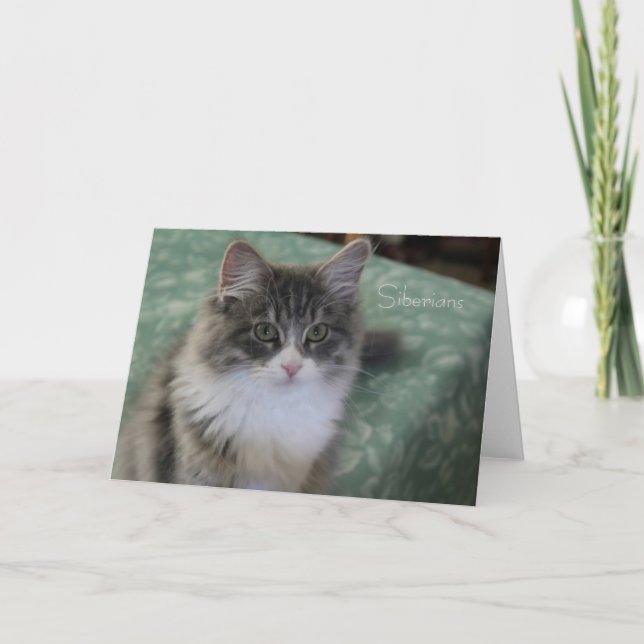 Siberian Cat Greeting Card (general purpose) (Front)