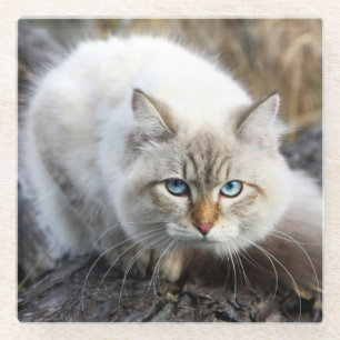 Siberian Cat In A Autumn Forest Glass Coaster
