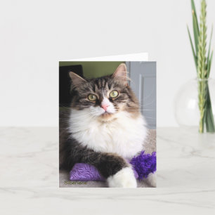 Siberian Cat Note Card