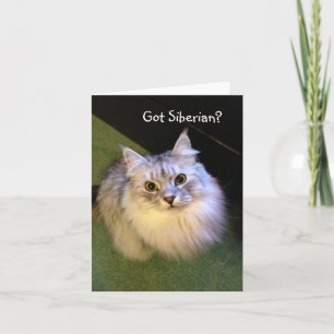 Siberian Cat Note Cards