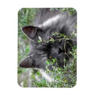 Siberian   Cat Portrait Magnet