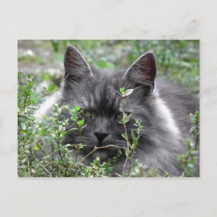 Siberian Cat Portrait Postcard