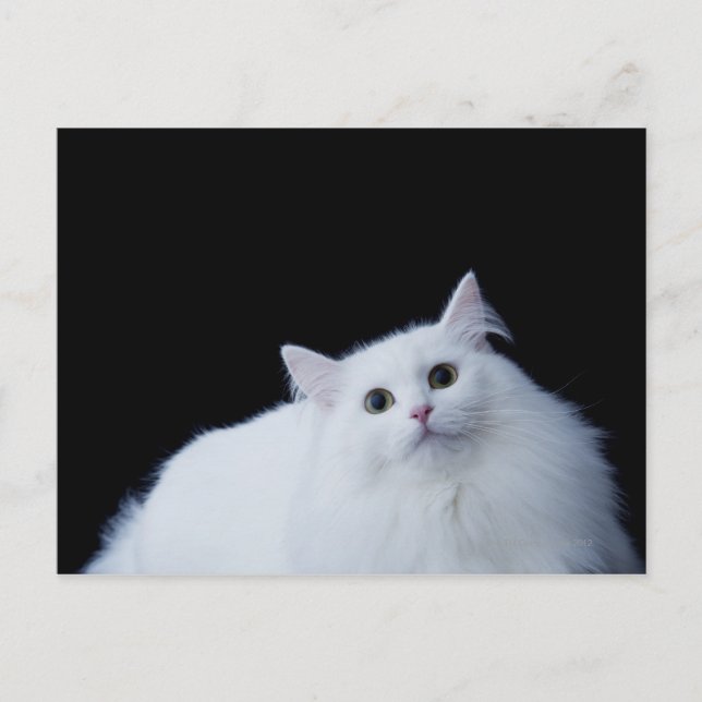 Siberian Cat Postcard (Front)