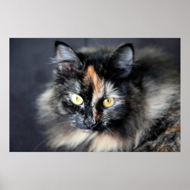 Siberian Cat Poster (Front)