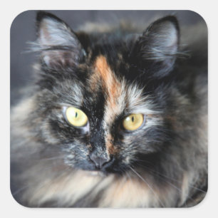 Siberian Cat Square Sticker