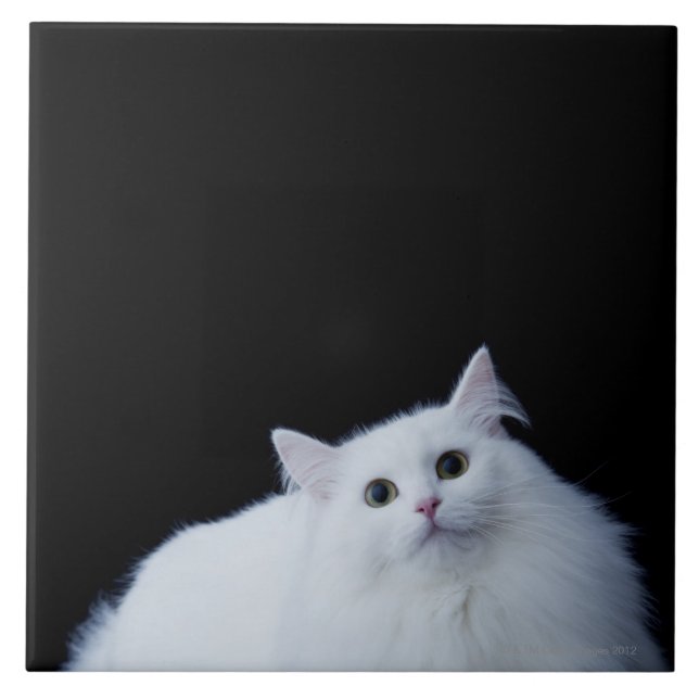 Siberian Cat Tile (Front)
