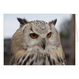 Siberian Eagle Owl