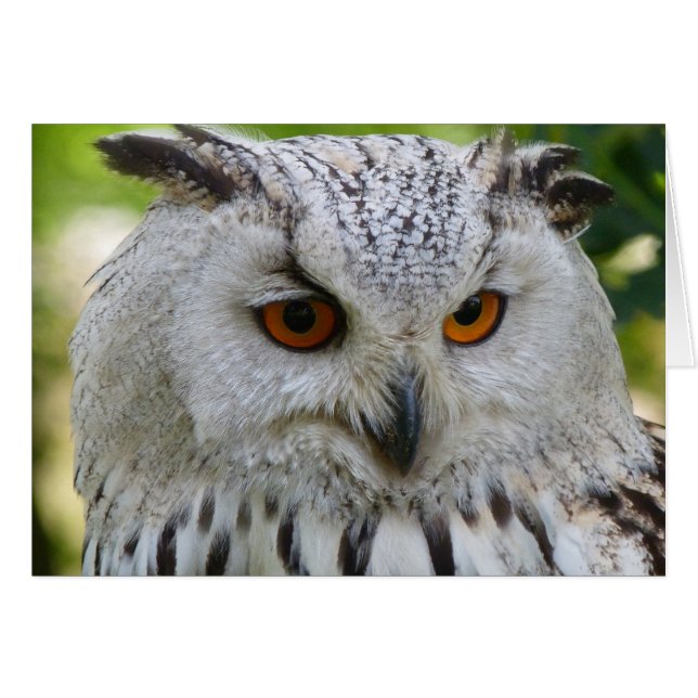 Siberian Eagle Owl (Front Horizontal)