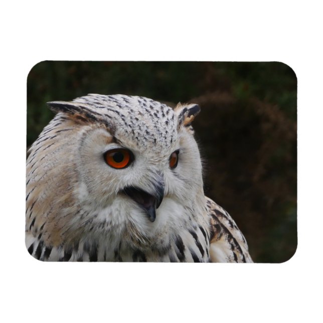 Siberian Eagle Owl Magnet (Horizontal)