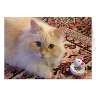 Siberian Forest Cat & Toy