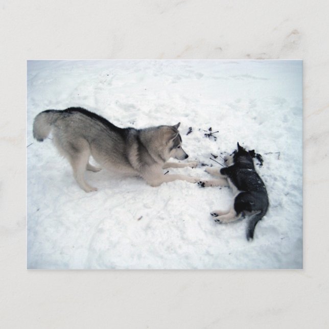 Siberian Huskies Postcard (Front)