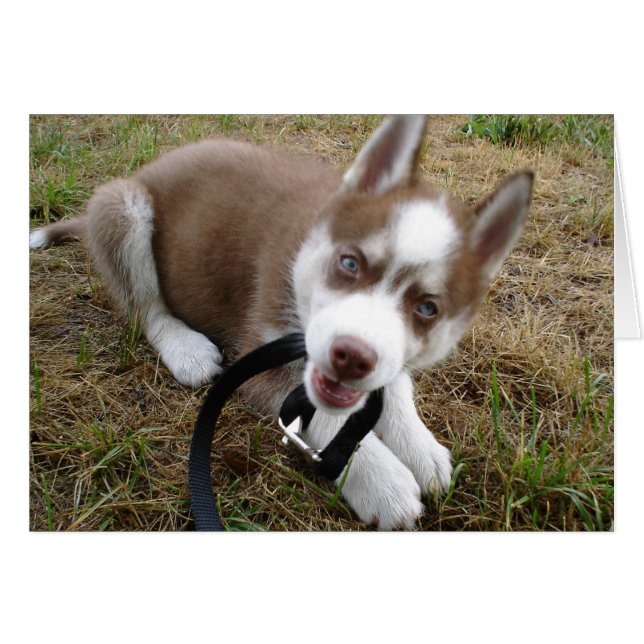 Siberian Husky (1) (Front Horizontal)